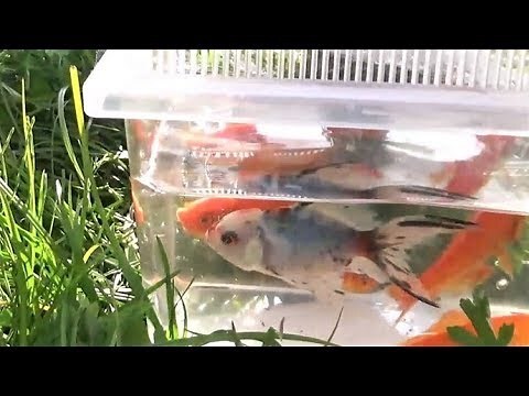 金魚 淡水魚